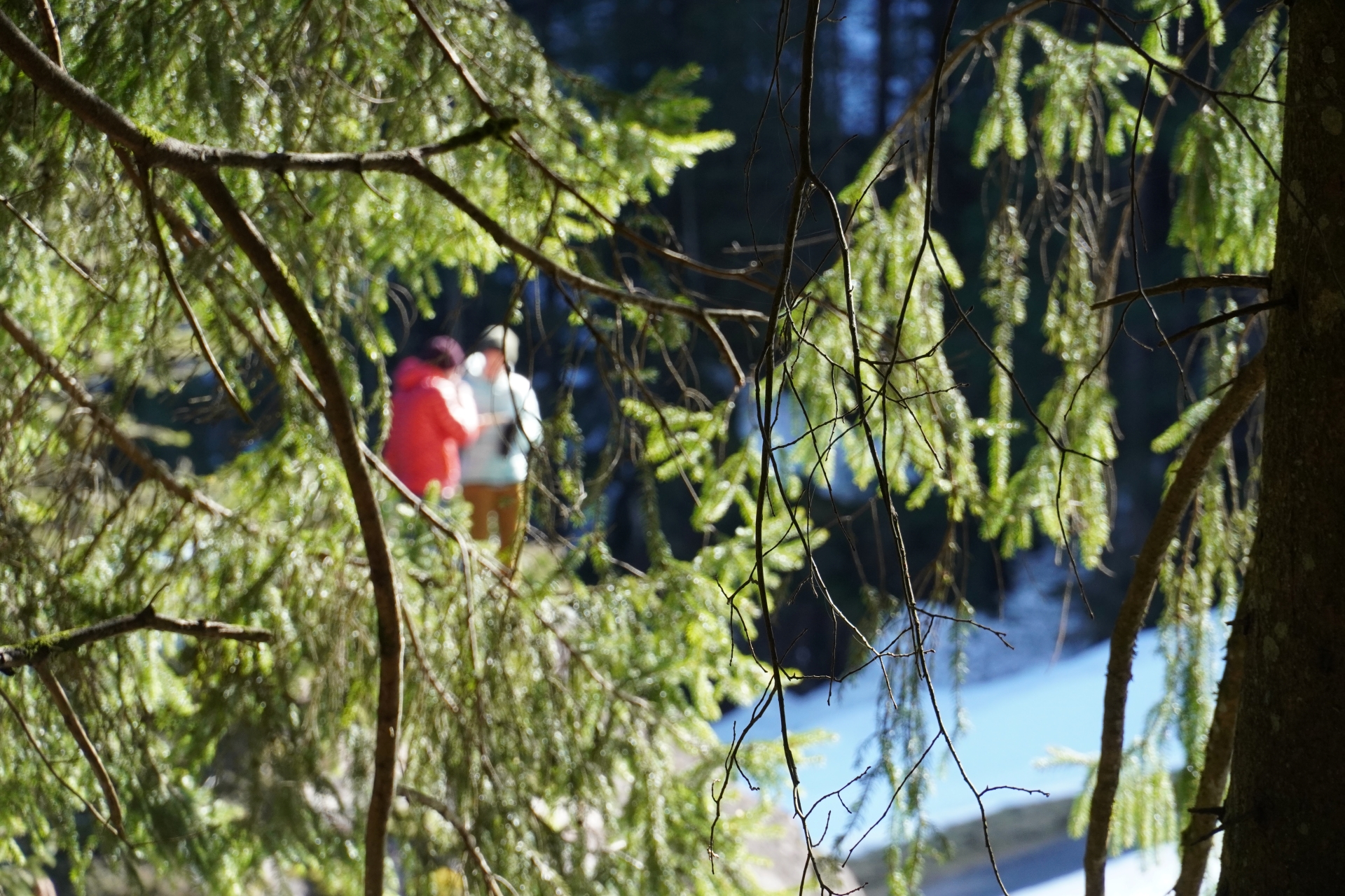 körperzentrierte psychologische Beratung im Wald